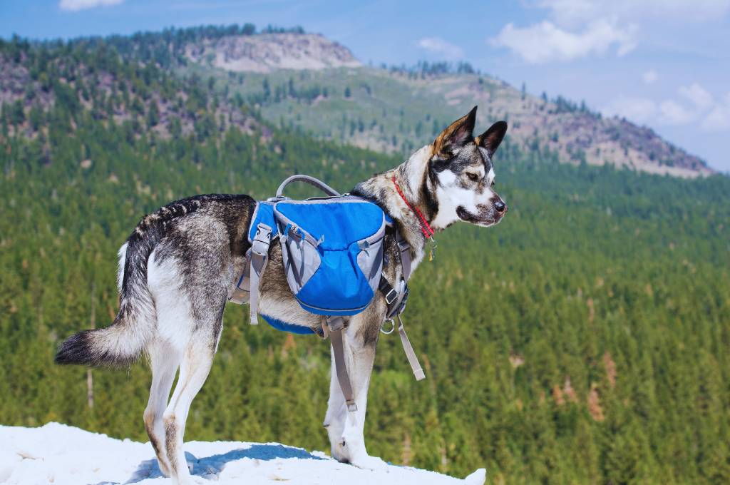 a backpacking dog with its gear backpack