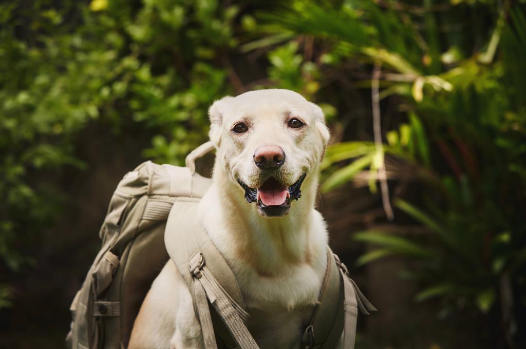 Dog wearing a backpack