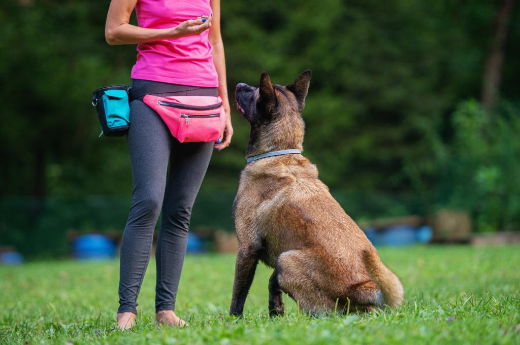 a trainer training a dog